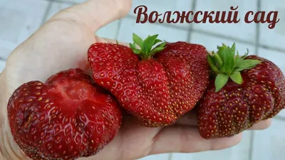 Сажайте этот сорт клубники — только для Подмосковья: будет плотный ковер из  ягод
