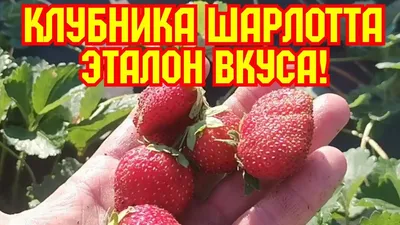 СОРТ КЛУБНИКИ -... - Розплідник саджанців Прекрасна Зелена | Facebook