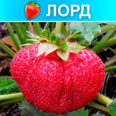Какой сорт клубники лучше посадить на даче