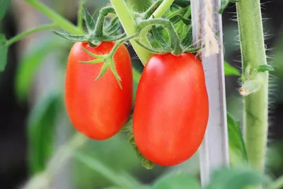Челнок - Ч — сорта томатов - tomat-pomidor.com - отзывы на форуме | каталог