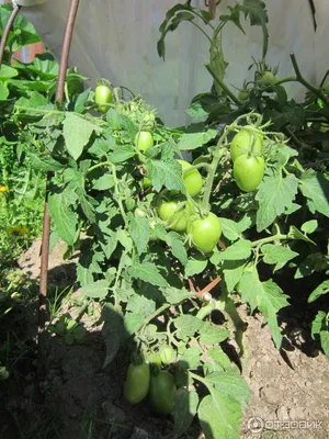 Купить Семена Евро-Семена Томат Челнок в кредит в Алматы – Kaspi Магазин