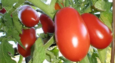 Три сорта томатов для ленивых — не нужны подкормки, подвязки, ветки  облеплены помидорами
