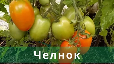 Семена Томат Челнок Кольчуга раннеспелые 0,2 гр. х 3 уп. Русский Огород  149680430 купить в интернет-магазине Wildberries