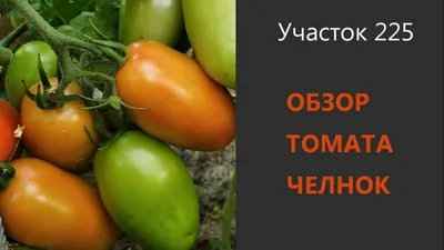 Томат Челнок купить недорого в интернет-магазине товаров для сада Бауцентр