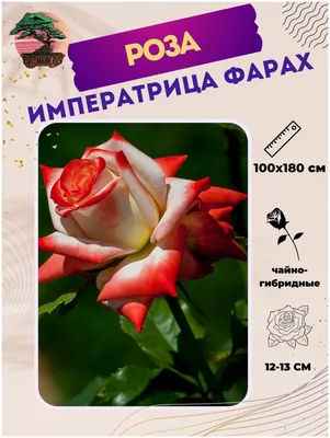 Сорт розы императрица фото фотографии