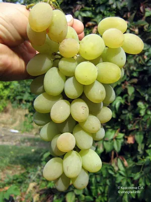 Сорт винограда августин фото фотографии