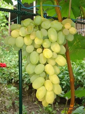 Августин - сорт винограда