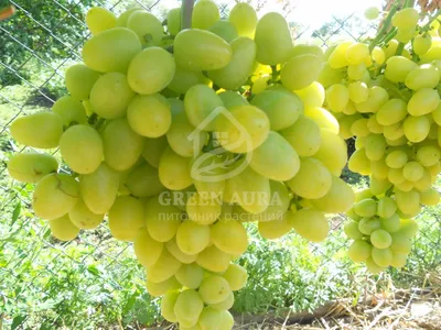 Виноград Августин: обзор мегаурожайного и вкусного сорта | Дачник.RU | Дзен