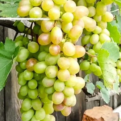 Плевен Устойчивый (Феномен -Августин) сорт винограда | Садоводство средней  полосы России