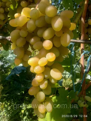 Саженцы винограда АВГУСТИН купить оптом в Одессе