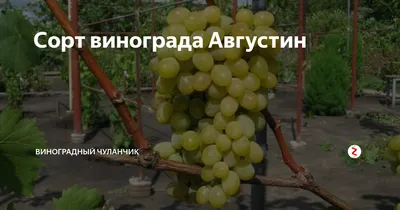 Саженцы винограда \"Августин\" (ID#1417270881), цена: 60 ₴, купить на Prom.ua