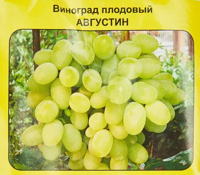 Виноград плодовый Августин 1 шт - купить в интернет-магазине «Агросемфонд»  с доставкой Почтой России