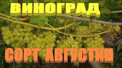 Блог про виноград Киушкина Николая: Сорта винограда с фото, которые растут  у меня. Плевен (Августин), Кодрянка.