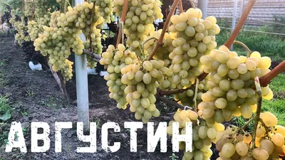 Сорт винограда Августин | Виноградный чуланчик | Дзен