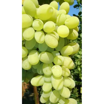 ВИНОГРАД АВГУСТИН (ПЛЕВЕН): купить саженцы винограда августин (плевен) в  Одессе, Киеве и Украине - Agro-Market