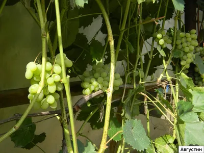 Лучшие сорта винограда. «Августин» («Плевен устойчивый») - GrapeClub.ru