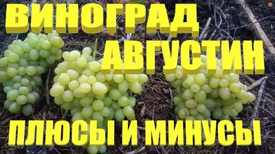 Отзыв о Саженцы винограда Садовый питомник Кутепово | Очень вкусный,  сладкий и урожайный сорт.