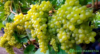 Виноград Августин — Зеленая Аура