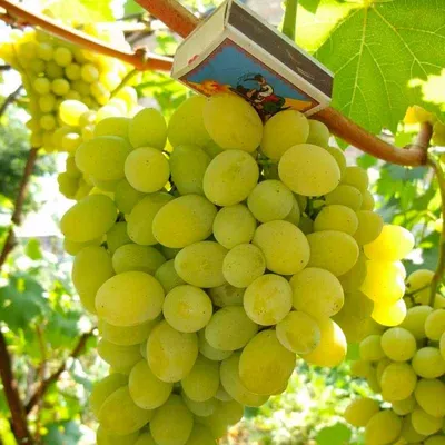Августин (Плевен устойчивый) | Блог Игоря Заики о виноградарстве и  авторском виноделии