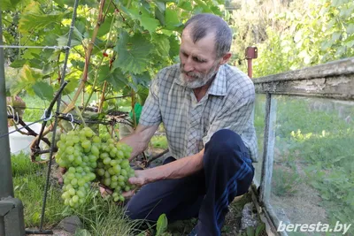 Берестовичанин Виктор Еремич вырастил гроздь винограда весом более 2 кг —  Берестовица. Берестовицкий район. Берестовицкая газета