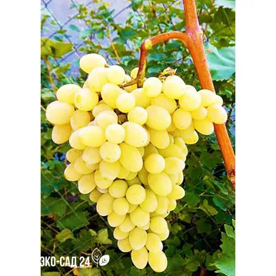 АВГУСТИН - столовый сорт винограда. описание. фото. - vinogradnik.com.kg