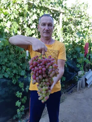 Виноград 'Ливия' купить по цене 600,00 руб. руб. в Москве в питомнике  растений Южный