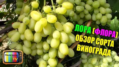 Саженцы винограда АРКАДИЯ купить оптом в Одессе