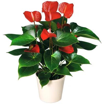 Антуриум Андрэ (Anthurium andreanum)