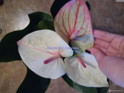 Антуриум, Цветок фламинго - Anthurium. Уход за антуриумом.