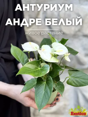 Антуриум — выращивание и уход, покупка | Global Flowers