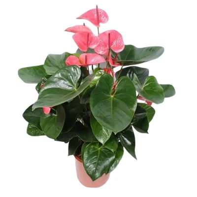 Антуриум Андре Белый (Anthurium Аndraeanum White) D8,5см Exotica 172398666  купить в интернет-магазине Wildberries