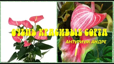 Антуриум Миракл. Купить Антуриум Миракл в Киеве, Украина, Доставка |  iFlowers