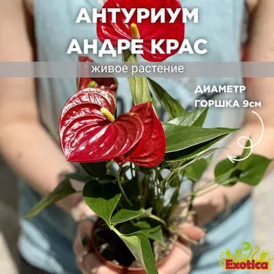 Антуриум Андре Белый (Anthurium Аndraeanum White) D8,5см Exotica 172398666  купить в интернет-магазине Wildberries