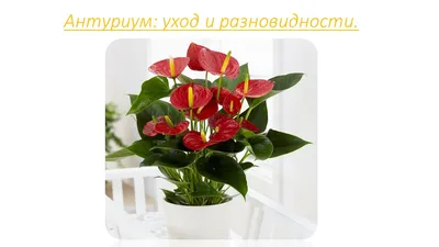 Уход за Антуриумом в домашних условиях - Plants Bel House