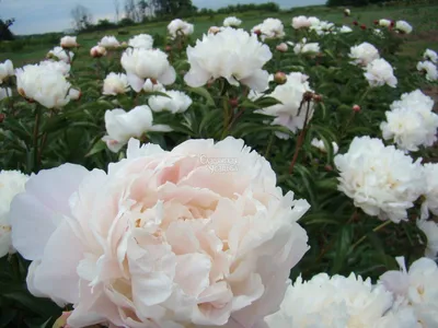 Букет из 29 пионов белых и розовых - Цветочная доставка №1