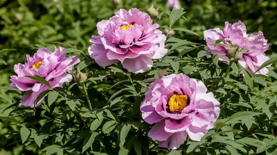 Купить Букет из 9 розовых пионов сорта Сара Бернар с доставкой по Томску:  цена, фото, отзывы.