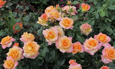 Сорта чайно гибридных роз с фото и описанием фотографии