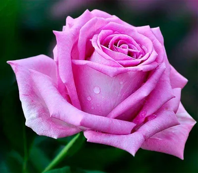 Чайно-Гибридная роза сорта Аква: продажа, цена в Хмельницком. Рассада и  саженцы цветов от \"Сади.UA\" - 1287017458