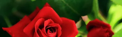 Лучшие сорта чайно-гибридных роз: описание и фото | Интернет-магазин  садовых растений