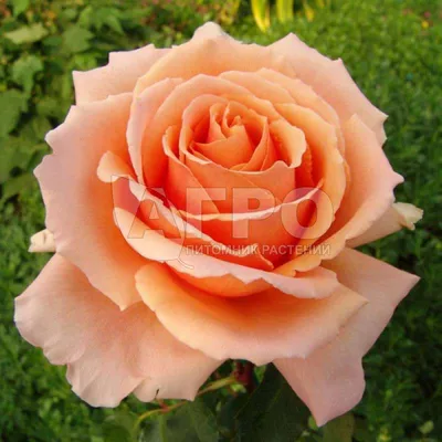 Роза чайно-гибридная «Доломити»