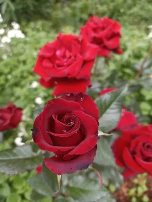 Роза чайно-гибридная Бланш — Рассада цветов и овощей.
