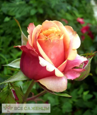 Роза чайно-гибридная «Биг Перпл»