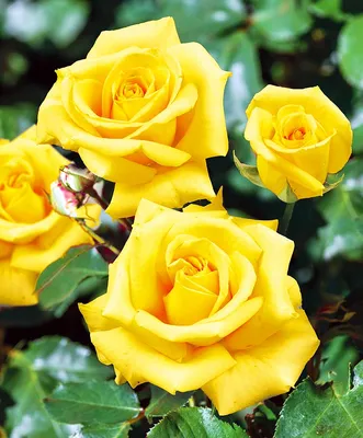 Сорта розы флорибунда, описание фото