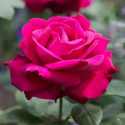 Комплект чайно-гибридных роз Магия из 3-х сортов саженцы - купить с  доставкой по выгодным ценам в интернет-магазине OZON (1144110117)