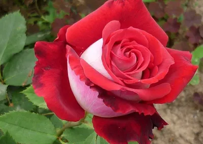 Обзор розы Верано (Чайно гибридная) Verano (Michel Kriloff 2000) - YouTube