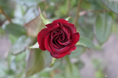 Victor Verdier | Roses' Name