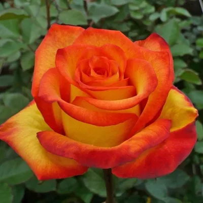 Роза чайно-гибридная сорт \"Ред Голд\" желто-красная