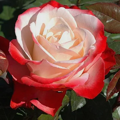 Розы чайно-гибридные | Розы | Каталог растений | CАДиК