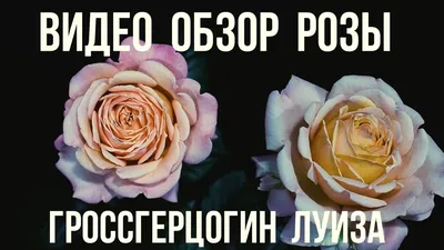 Роза чайно-гибридная Аква: купить в Москве - цена 289 за 1 шт. - Доставка  Почтой