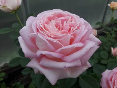 Видео обзор розы Гроссгерцогин Луиза - (Чайно гибридная) Grossherzogin  Luise (Kordes' Söhne 2017) - YouTube